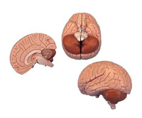 Brain Model in Two Parts Pharmaceutical and Anatomical Model Gifts